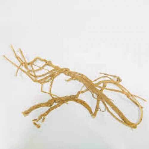 Sathi Jaad Punarnava Roots Boerhavia Diffusa