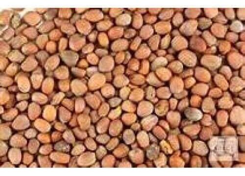 Mooli Beej Radish Seeds Raphanus Sativus