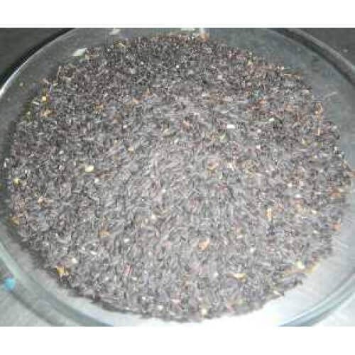 U1521-Malanga.jpg-filenameUTF-8U1521-Malanga.jpg TukMalanga Beej Tukmalanga Seeds Ocimum Basilicum - Image 1