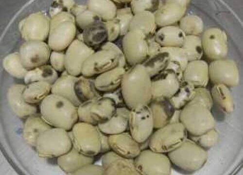 Kauch Beej Safed Kaunch Seeds White  Konch Mucuna Pruriens White