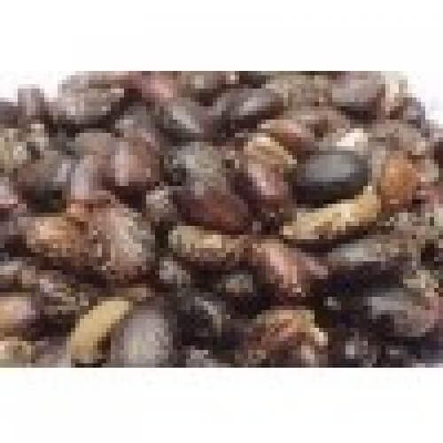 U1529-Lal-Arandi-Beej.jpg-filenameUTF-8U1529-Lal-Arandi-Beej.jpg Lal Arandi Beej Red Castor Seeds Erand Seeds Ricinus Communis - Image 1
