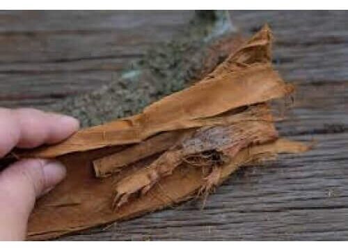 Khair Ki Jad Khair Ki Jaad Khair Ki Jar