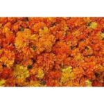 Genda Phool Marigold Flower Dry