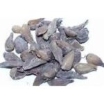 Kakoli Roscaea Procera