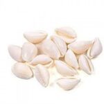 Kaudi Bina Chhed Wali Safed Shells without Hole White color 11 Pcs