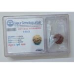Rudraksh Dana Aath Mukhi-Eight Face Lab Certified